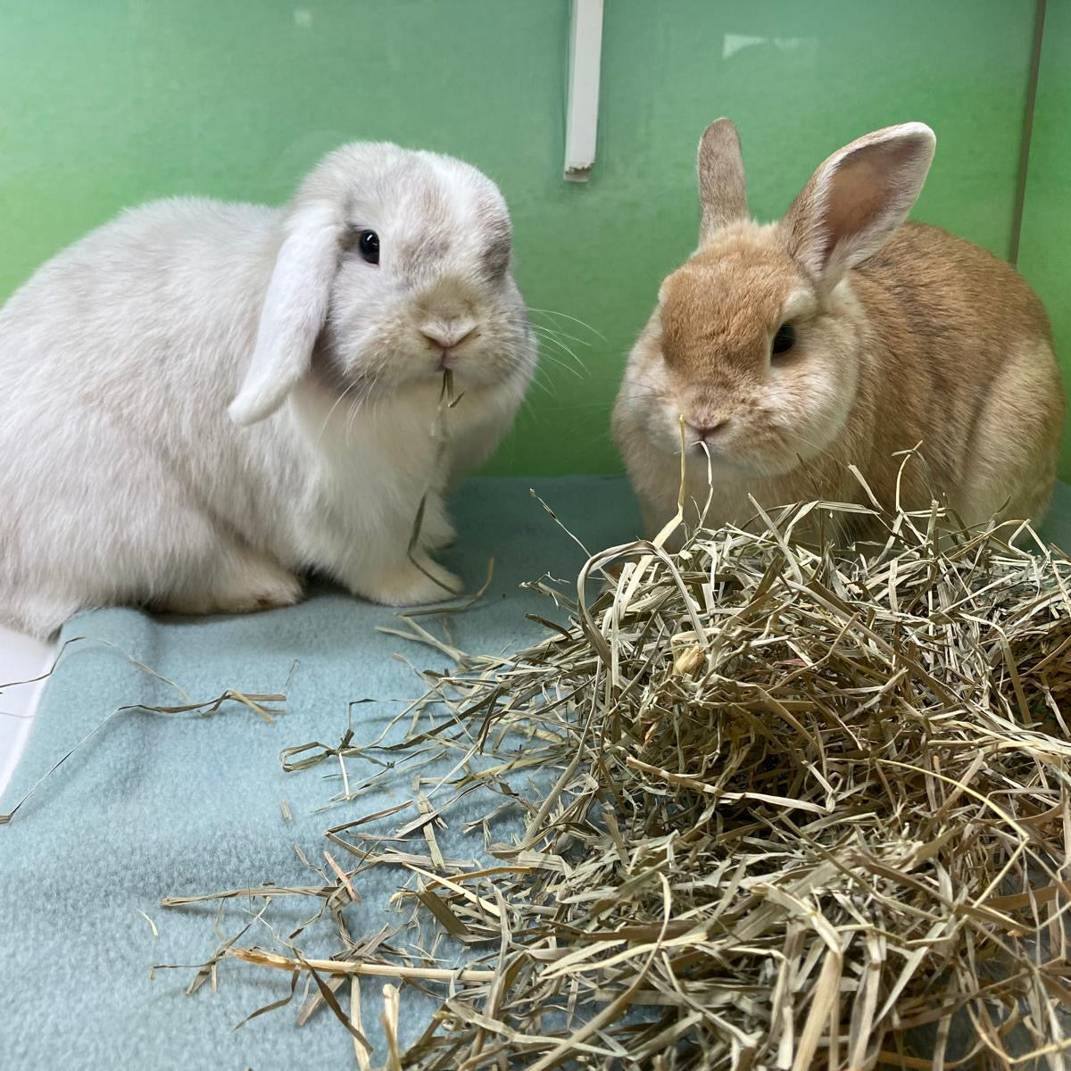 Absorberende doek - 1mx1m